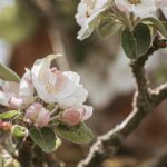 Äppelblütefest in Naurod führt zu Umleitungen von 8. bis 11. Mai