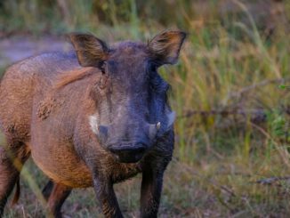 Afrikanische Schweinepest: Zehn Monate ohne neuen Nachweis im Rheingau-Taunus-Kreis