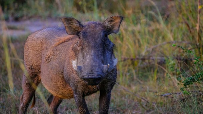 Afrikanische Schweinepest: Zehn Monate ohne neuen Nachweis im Rheingau-Taunus-Kreis