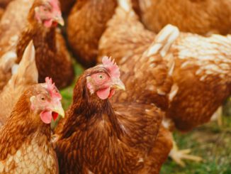 Wiesbaden hebt Stallpflicht für Geflügel auf und erlaubt wieder Auslauf